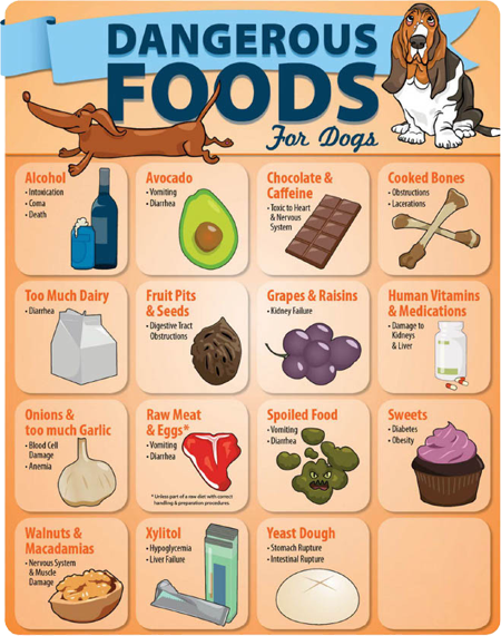 toxic foods for dogs toxic foods for dogs